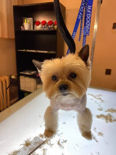 Psi Raj Strzyżenie i pielęgnacja psów Najlepszy Psi Fryzjer